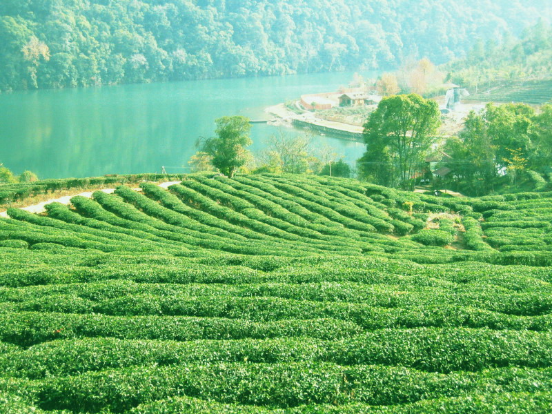 茶的淵源