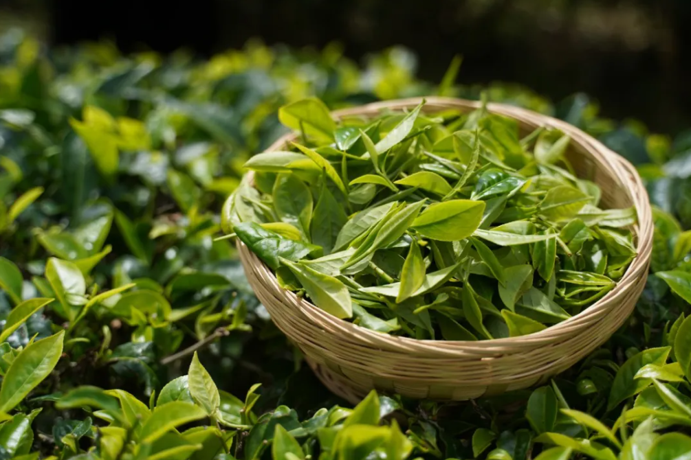 中國茶文化研究院：3分鐘看懂，中國茶的前世今生（一）