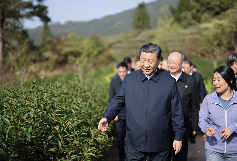 2021年3月22日下午，習(xí)近平在福建省南平市武夷山市星村鎮(zhèn)燕子窠生態(tài)茶園，察看春茶長勢，了解當(dāng)?shù)夭?a href=http://www.w8333.cn/tag/chanye.html target=_blank class=infotextkey>產(chǎn)業(yè)</a><a href=http://www.w8333.cn/tag/fazhan.html target=_blank class=infotextkey>發(fā)展</a>情況。